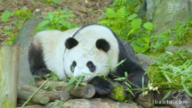 大熊猫各种姿势睡觉合集4K实拍